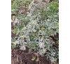 Бузина чорна бордюрна Пульверулента (SАMBUCUS NIGRA PULVERULENTA )